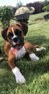 Pure Bread Flashy Fawn Boxer coming to age soon Listing Image