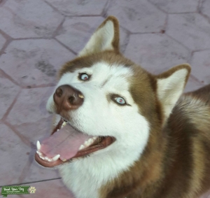 Male husky  Listing Image