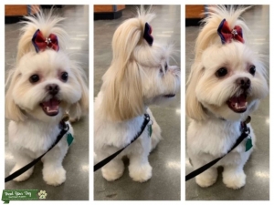 The Pretty Pup, Hazel! Listing Image