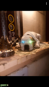 White American bull dog stud Listing Image