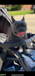 Blue male French Bulldog ready to stud Listing Image