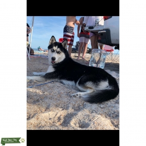 Black and White Siberian Husky  Listing Image