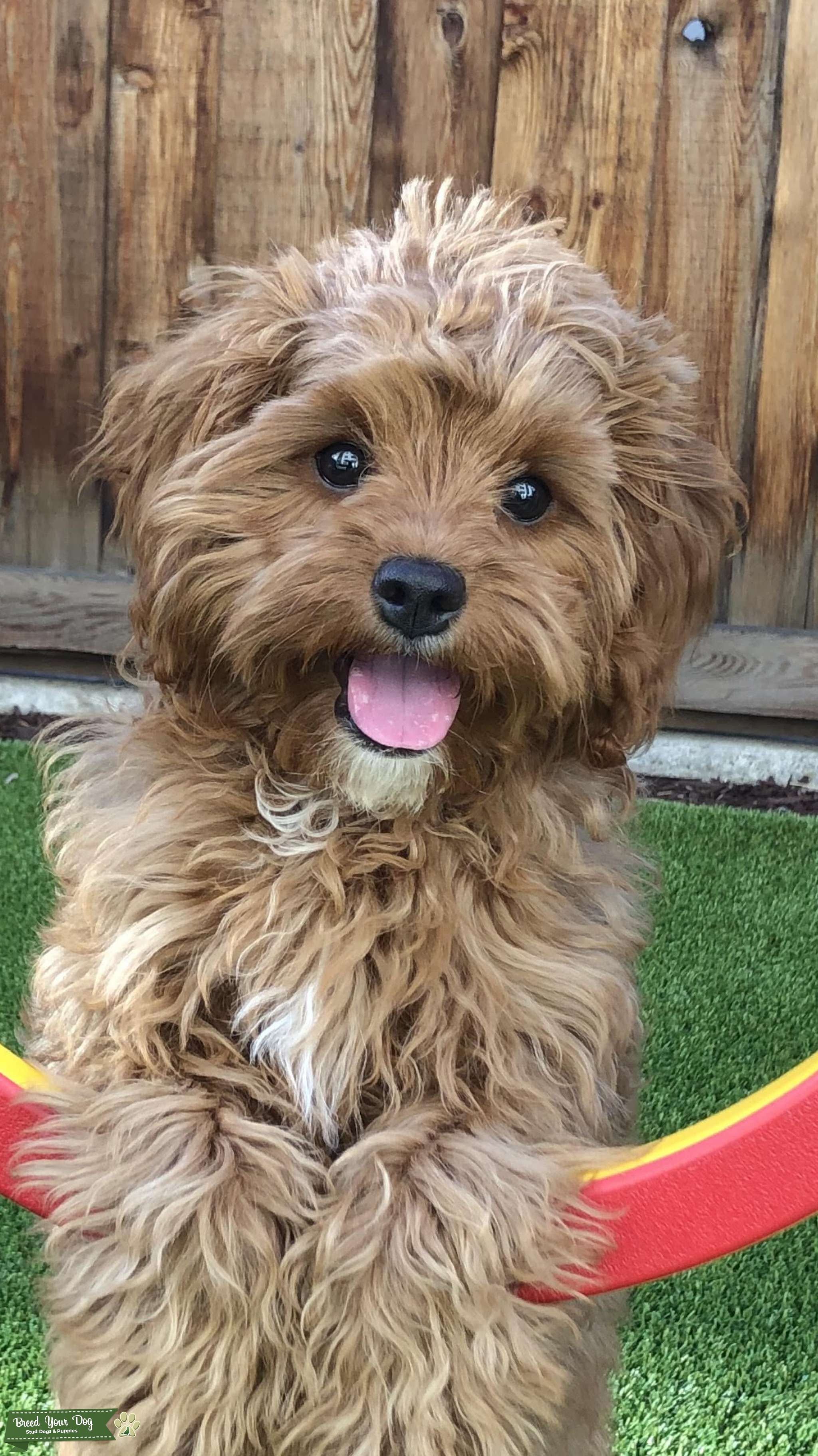 female cavapoo