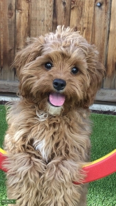FEMALE CAVAPOO - looking for male!  Listing Image