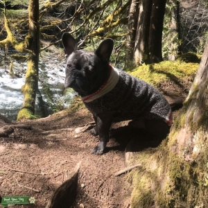Blue Brindle French Listing Image
