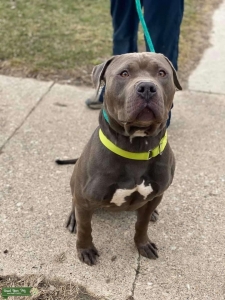 Beautiful Pitbull Stud for hire Listing Image