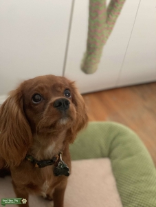Red Cavalier King Charles Spaniel  Listing Image