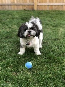 Shih Tzu Looking to Breed Listing Image
