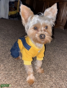 party color toy yorkie  Listing Image