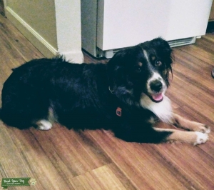 Miniature Australian Shepherd  Listing Image