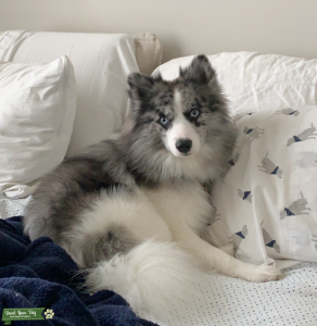 F1 Pomsky Male Located in FL & MA  Listing Image