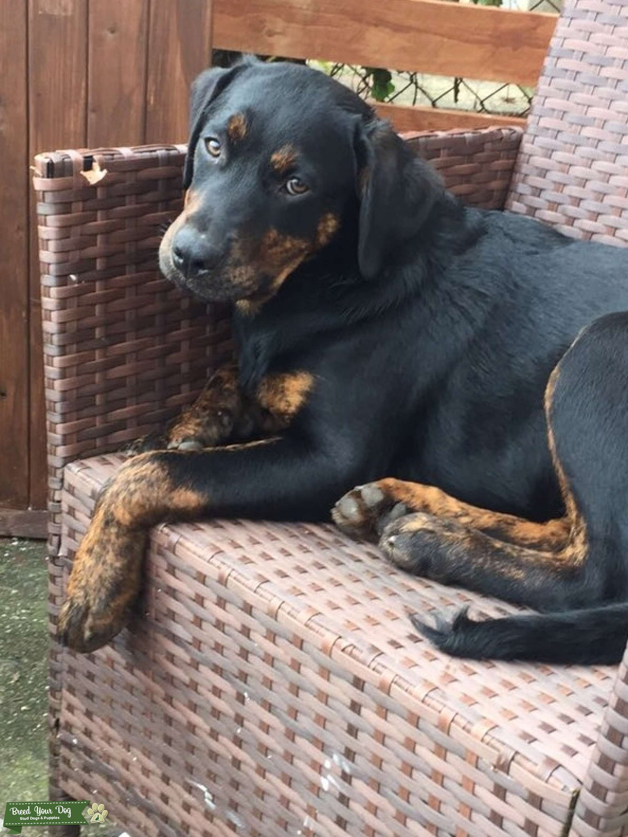 Rottie/ lab more rottie though looking to breed - Stud Dog in Hampshire ...