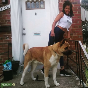 Honey Brown & White American Akita Listing Image