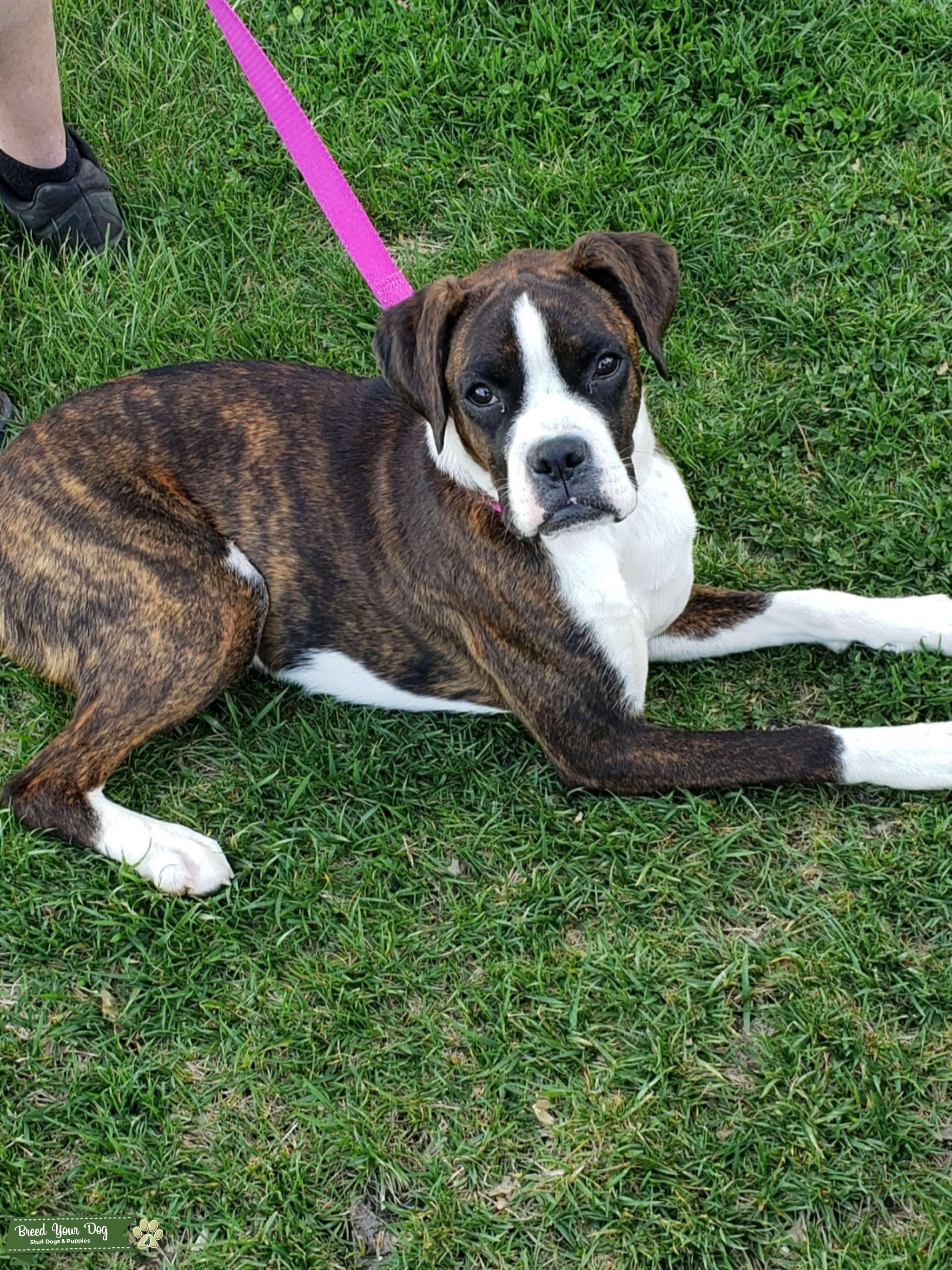 Beautiful Brindle Female Boxer Stud Dog in Saint Charles, the United