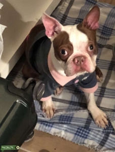 Boston Terrier Stud Listing Image