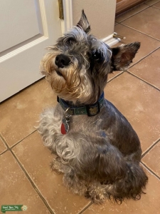 Black and Sliver Mini Schnauzer Stud  Listing Image