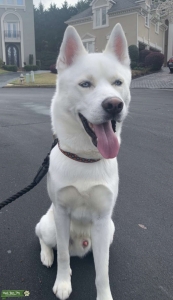 White Siberian Husky Stud Listing Image