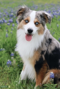Stud Miniature Australian Shepard  Listing Image
