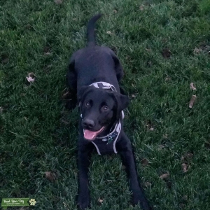 Black Labrador Retriever  Listing Image