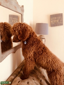 AKC Red Standard Poodle Listing Image
