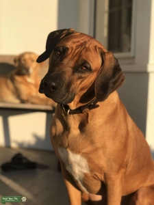3 yo stud Listing Image