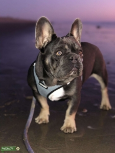 French Bulldog Stud Listing Image