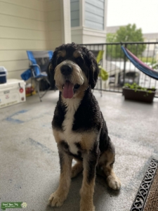 Tri Bernedoodle Stud Listing Image