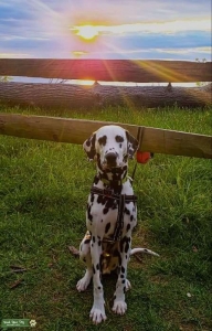 Handsome and Well-Mannered Dalmation Male to Stud Listing Image