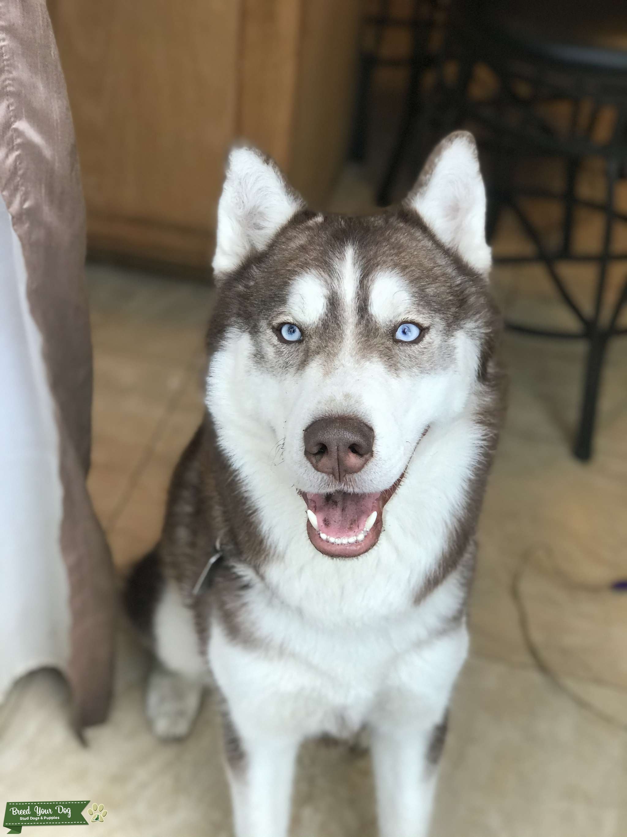 Pure Breed Siberian Husky Stud Dog in Oregon, United States Breed Your Dog