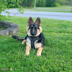 German Shepherd  Listing Image