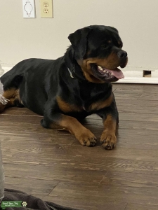 Akc registered stud Listing Image