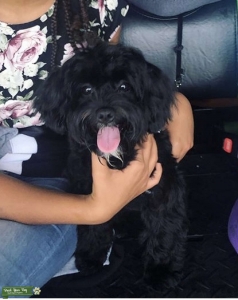 AKC Shihpoo (Teddy Bear Breed) Stud service only Listing Image