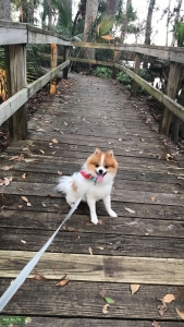 Pomeranian Stud  Listing Image