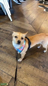 Chiweenie To Breed  Listing Image