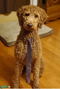 dark red standard poodle