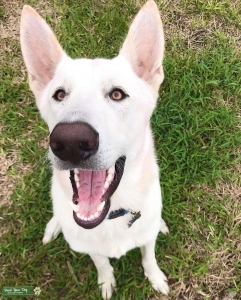 White pure german shepherd Listing Image