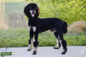 AKC Standard Poodle, Phantom carries Parti Listing Image