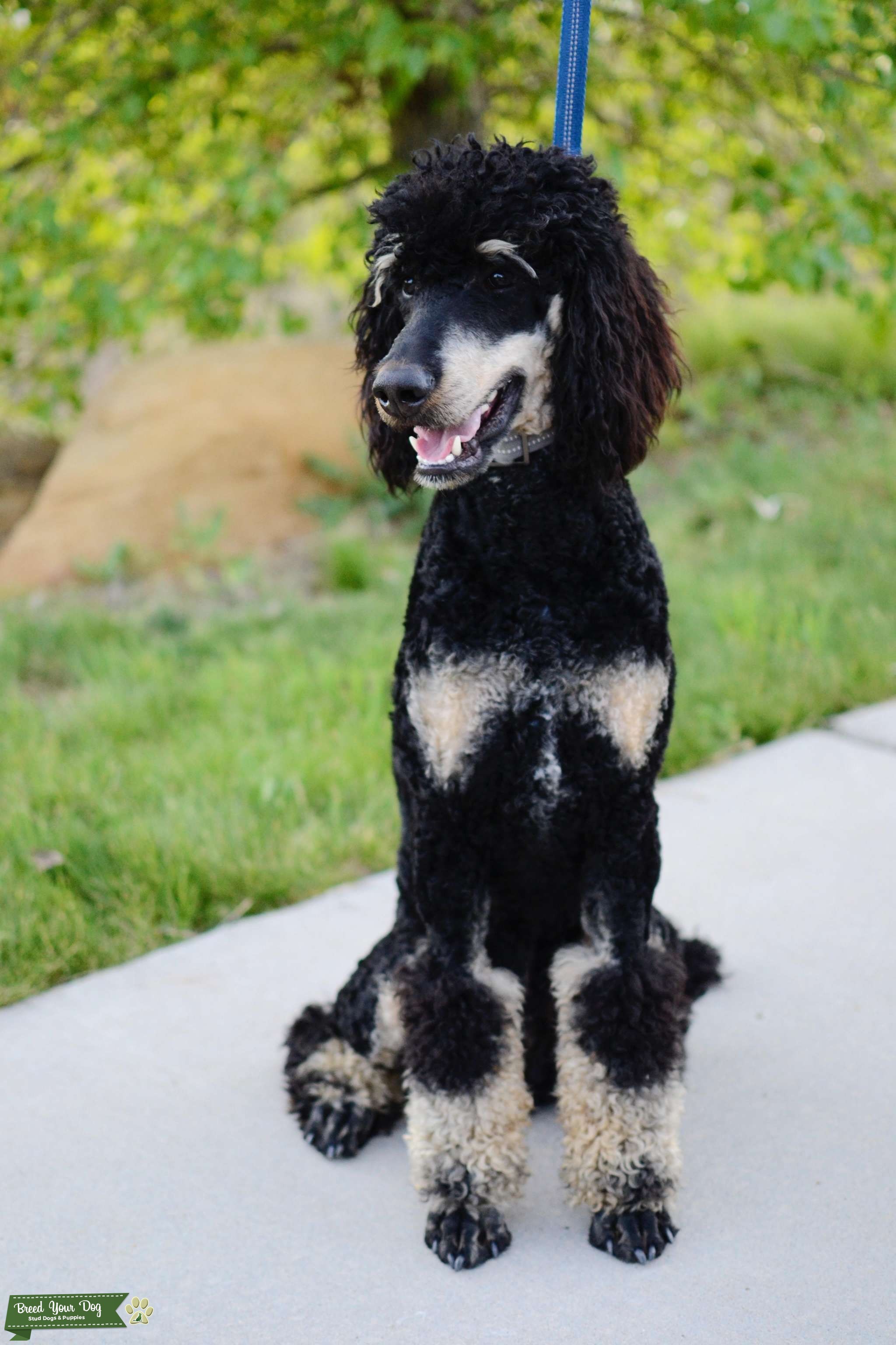 Akc majestic poodles location Clearance