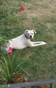 Beautiful White Boxer  Listing Image