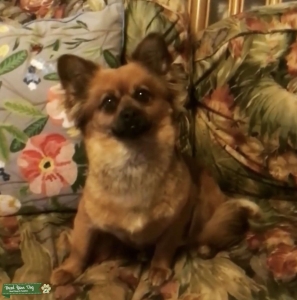 Beautiful foxy dog Listing Image
