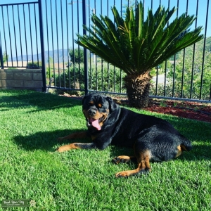 Rottweiler Stud  Listing Image