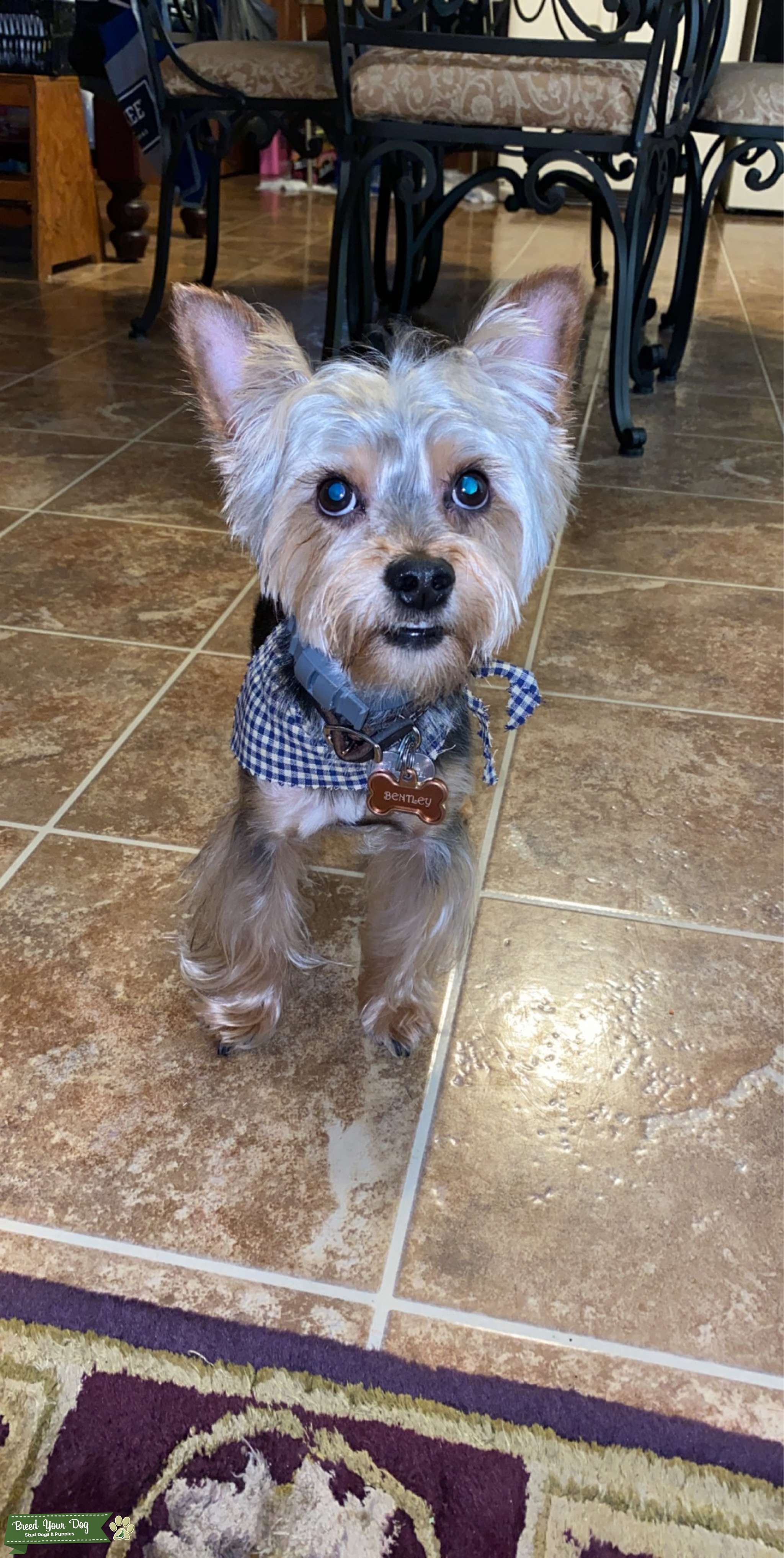 Yorkshire Terrier Stud Service Stud Dog Breed Your Dog