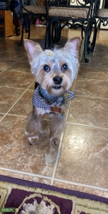Yorkshire Terrier Stud Service Listing Image