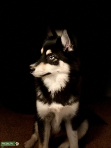 Available Stud Pomsky for Breeding Listing Image