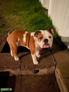 English Bulldog Listing Image