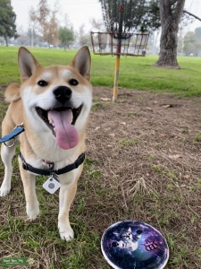 Red Shiba Male Listing Image