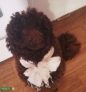 Mini Poodle Male Brown  Listing Image