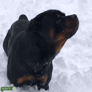 Rottweiler Stud Listing Image