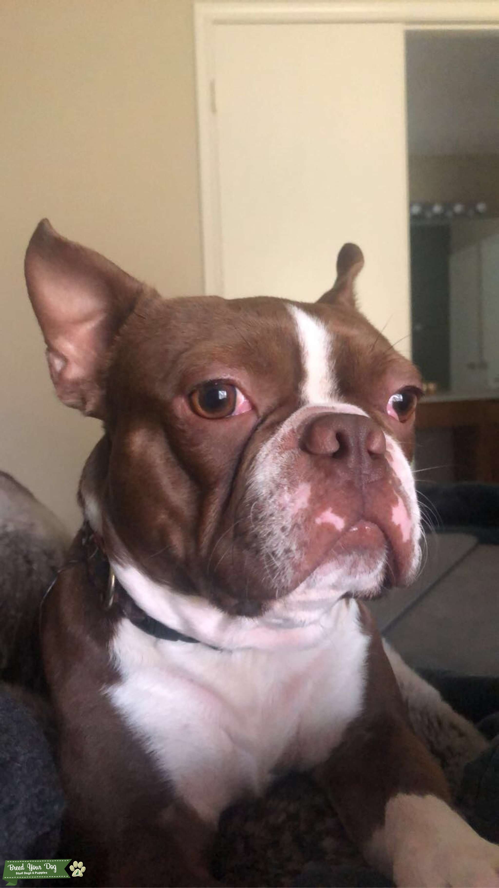 Stud Dog Chocolate Boston Terrier Breed Your Dog