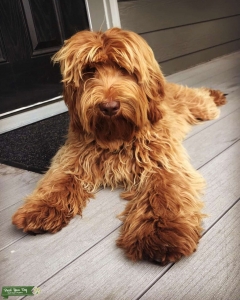 Beautiful Aussie Doodle Listing Image